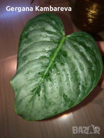 Резник philodendron Sodiroi 