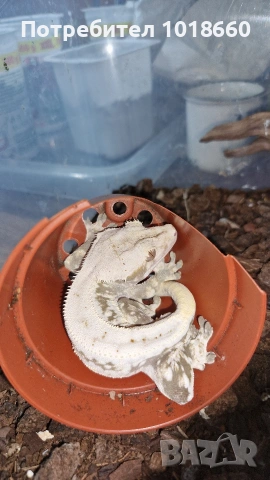 Ресничест гекон / crested gecko / correlophus ciliatus, снимка 2 - Гекон - 49156922