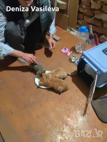 Подарявам котенце
