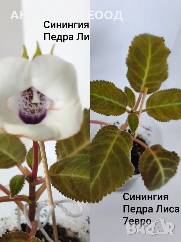 Сортови колерии,еписции., снимка 14 - Стайни растения - 55055306