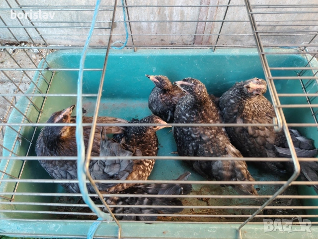 Продавам ярки шабо, снимка 3 - други­ - 55156699