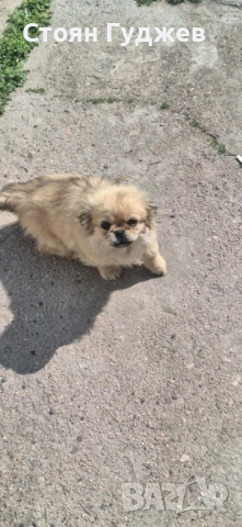 Две женски пекинезчета, снимка 2 - Пекинез - 53972603