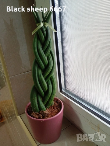 сансевиера цилидрика