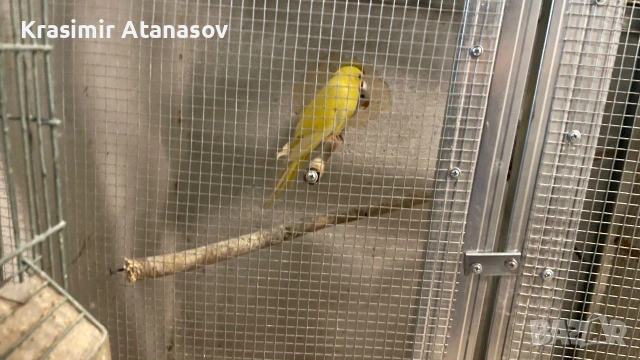 продавам папагали малак александар, снимка 2 - Папагали - 55229311