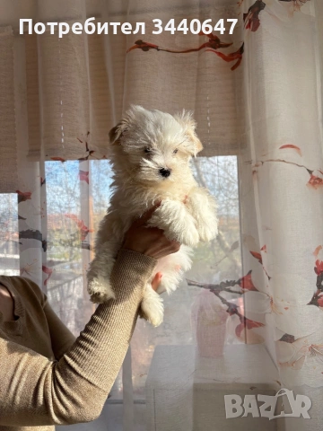 Йорки Голд Дъст, снимка 3 - Йоркширски териер - 53904181
