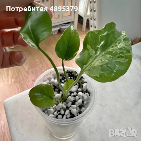 Добре вкоренена "Monstera Bulbasaur Variegata", снимка 4 - Стайни растения - 55395600