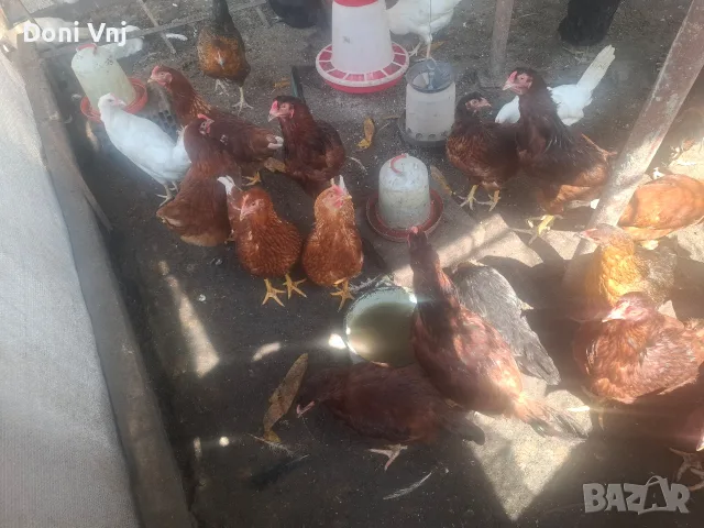 Продавам млади кокошки, снимка 4 - Кокошки и пуйки - 55290713