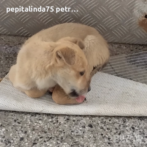  dog for adoption.Търсим осиновител на малко женско куче, снимка 3 - Други - 54573848