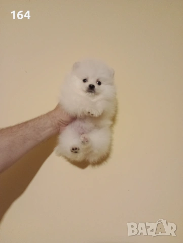 Померани. Реални снимки от 15.04.26 г. , снимка 5 - Померан - 54219294