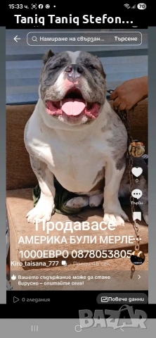 американско були XL мерлен мъжко на девет месеца