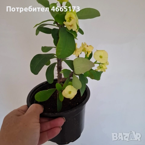 Стайно Цвете Исусов Венец, снимка 2 - Стайни растения - 54111064