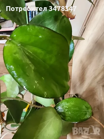 Хоя Cinnamomifolia var.purpureofusca, снимка 5 - Стайни растения - 55672254