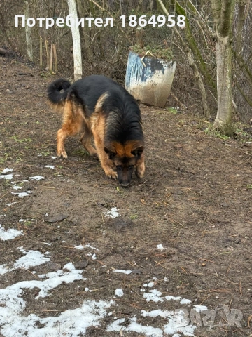 Немски Овчарски Кучета Доставка, снимка 6 - Немска овчарка - 53997823
