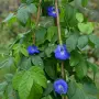 🌿 Трилистна клитория (Clitoria ternatea) – екзотична цъфтяща лиана, снимка 3