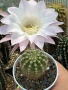 Кактус Echinopsis Hybrid нежно бял цвят с розови нюанси , снимка 3