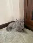 Британски късокосмести, снимка 5