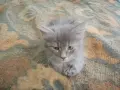 подарявам малки котенца, снимка 2