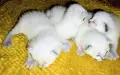 Сиамски котенца, снимка 1