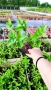 Хортензия Пиникулата Фрайз Мелба, Hydrangea pan.’Fraise melba’, снимка 9