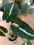 Syngonium Wendlandii , снимка 2
