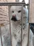 Продавам женско чау чау , снимка 2