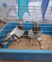 Гълъби   гълъби, снимка 1
