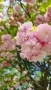 Японска Вишна Канзан, Сакура, Prunus Serrulata Kanzan, снимка 8