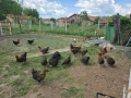 🥚 Домашни яйца от свободно отглеждани кокошки – Пловдив 🐓 , снимка 13