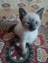 Сиамски котенца, снимка 2