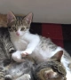 Супер котета!!!, снимка 7