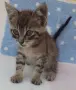 Подаряваме домашни, галъовни котета на 2месеца, снимка 3