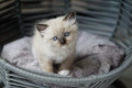 Чистокръвни котенца РАГДОЛ търсят своите любящи семейства!, снимка 3