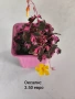 градински растения , снимка 1
