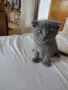 продавам 3 котенца , снимка 6