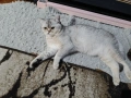 шотландско коте, снимка 2