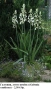 Галтония, летен зюмбюл (Galtonia candicans) – луковици, снимка 2