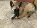 Белгийски овчарки, снимка 1