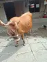 Юница "Джерсе". , снимка 9