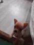 животни кучета мини пинчер , снимка 4