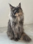 Мейн кун котенца / Мейн куун котенца / Maine coon kittens, снимка 8