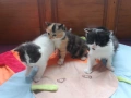 Перник 3 котета търсят нов дом , снимка 3