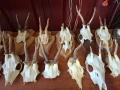 Продават се рога и челюсти., снимка 3