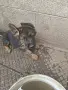 женски немски овчарки, снимка 2