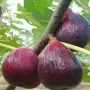 Ficus carica Turca (Турска смокиня), снимка 2