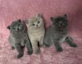 Британски късокосмести котета , снимка 1