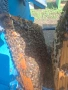 Продавам домашен пчелен мед.Собствено произвдоство., снимка 2