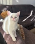 Британски котета | Британки | Късокосмести, снимка 2