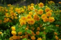🌿🌼🍀 Kerria japonica ‘Pleniflora’ (Керия, Японска керия), снимка 3