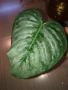 Резник philodendron Sodiroi , снимка 1