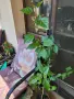 Хибискус Меделин шампион, снимка 3